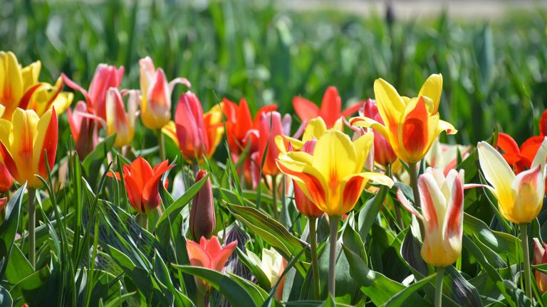 Tulip flowers in Holland, MI